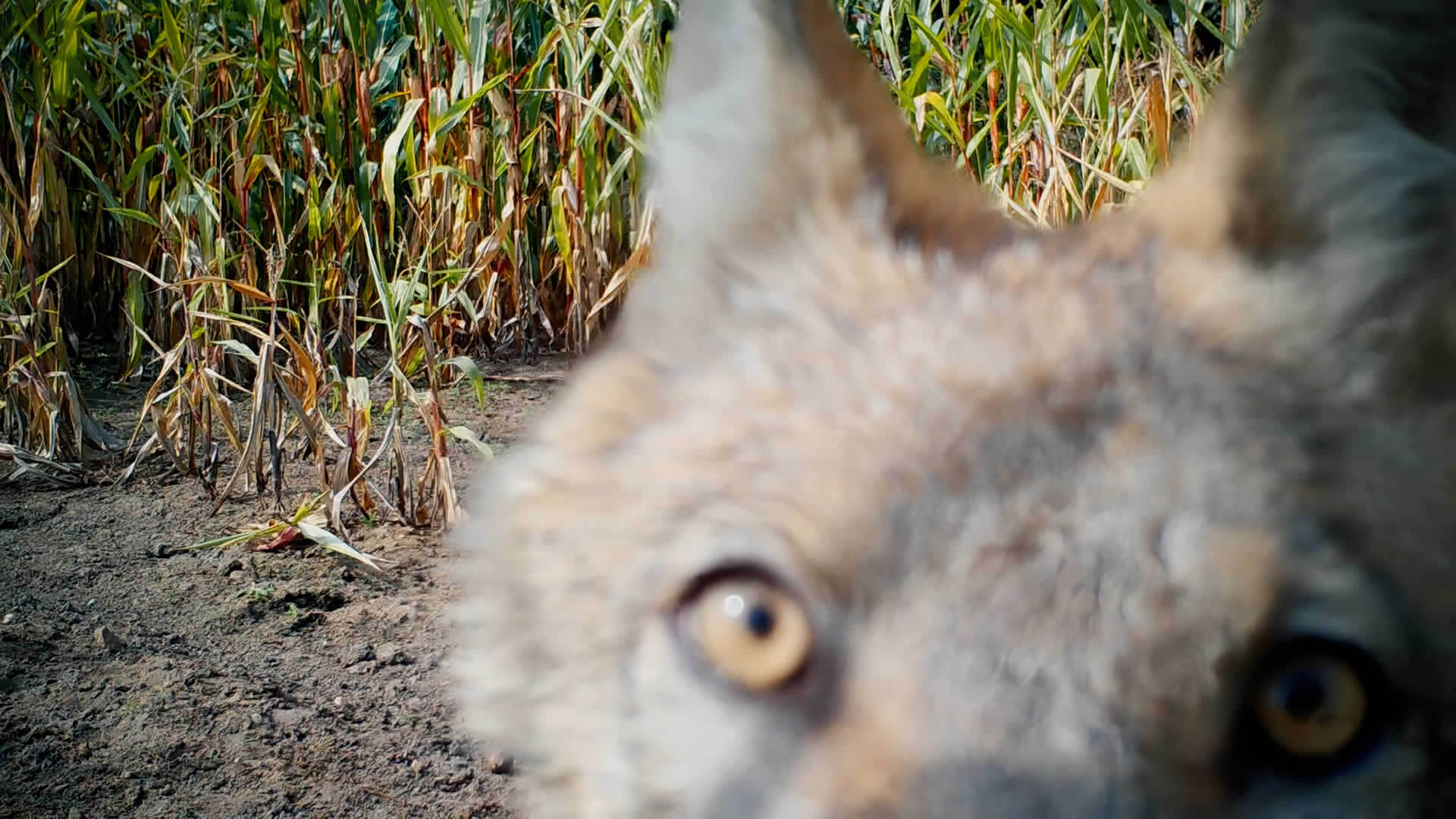 IN WOLF COUNTRY