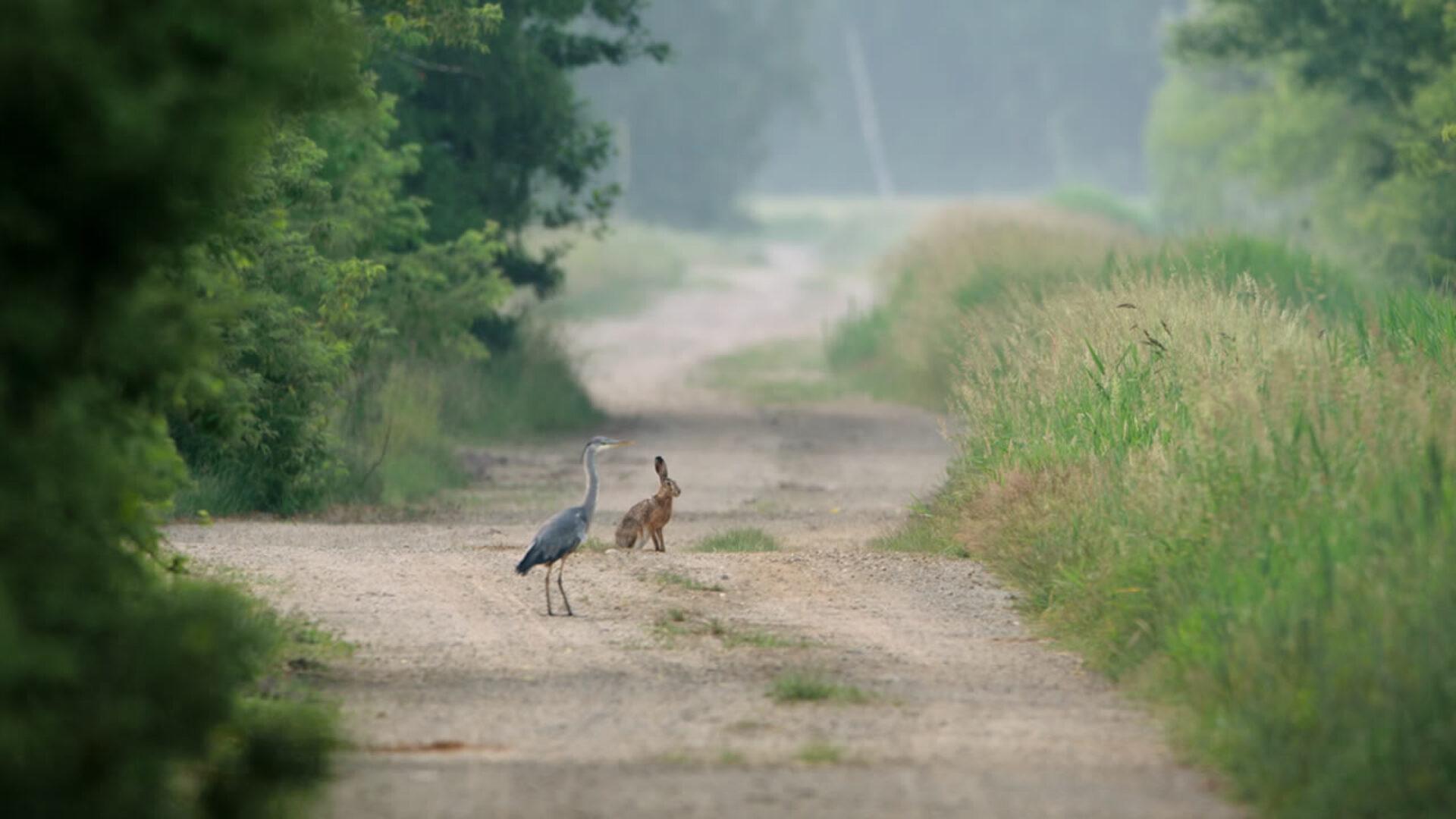 AUF DER JAGD - WEM GEHÖRT DIE NATUR?